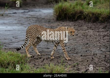 Ein Gepard, Acynonix jubatus, Wandern in einem trockenen Wasserloch, Seronera, Serengeti Nationalpark, Tansania. Stockfoto