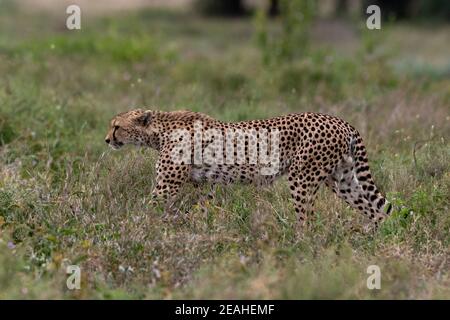 Ein Gepard, Acynonix jubatus, Wandern im Gras, Ndutu, Ngorongoro Conservation Area, Serengeti, Tansania. Stockfoto