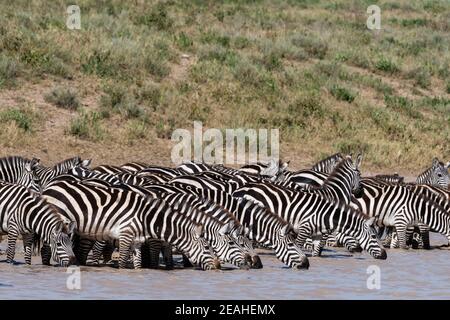 Eine Herde von Zebras, Equus quagga, trinken am Hidden Valley See, Ndutu, Ngorongoro Conservation Area, Serengeti, Tansania. Stockfoto