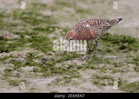 Curlew Sandpiper (Calidris ferruginea), im Gefieder erwachsen, auf Gezeitenschlamm, Mai Po Nature Reserve, Hong Kong 15th April 2019 Stockfoto