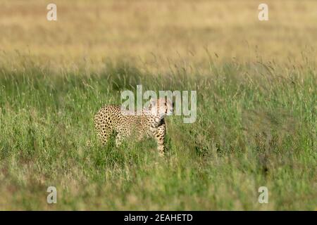 Ein Gepard, Acynonix jubatus, Spaziergänge im hohen Gras, Seronera, Serengeti Nationalpark, Tansania. Stockfoto