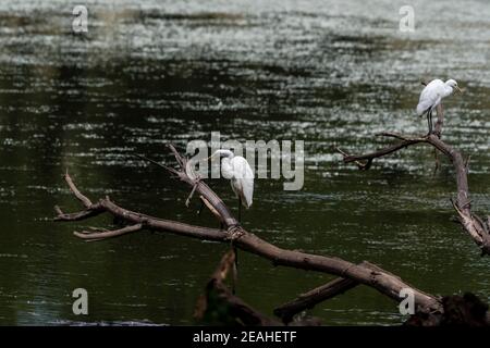 Zwei Silberreiher (Ardea alba), die auf Ästen auf einem See stehen, Tsavo, Kenia. Stockfoto