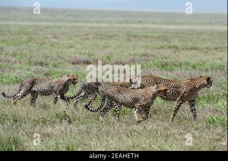 Gepard (Acynonix jubatus), Seronera, Serengeti-Nationalpark, Tansania. Stockfoto