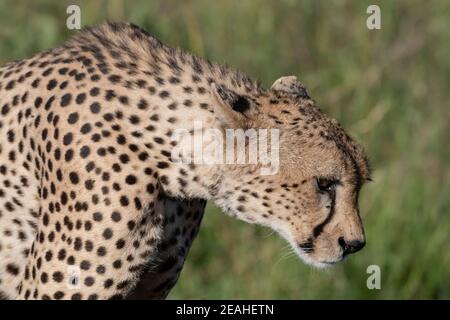 Gepard (Acynonix jubatus), Seronera, Serengeti-Nationalpark, Tansania. Stockfoto