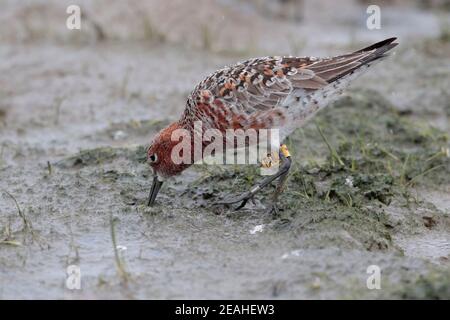 Curlew Sandpiper (Calidris ferruginea), mit Bein gekennzeichnete Erwachsene in Zuchtgefieder, auf Gezeitenschlamm, Mai Po Nature Reserve, Hongkong 16th. April 2019 Stockfoto