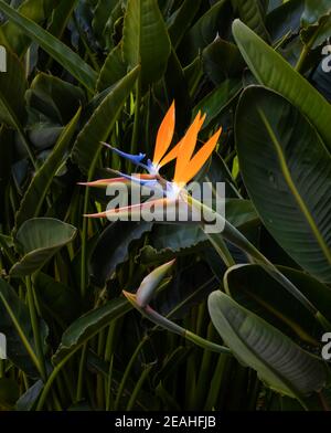 Zwei bunte Paradiesvogel Blumen Nahaufnahme gegen ein Dunkelgrüner Blatthintergrund Stockfoto