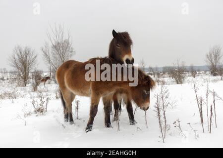 Exmoor Ponys, Wildpferde auf der Suche nach Nahrung in einer verschneiten Landschaft. Exmoor Ponys in der Wintersteppe bei Milovice. Stockfoto