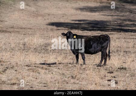 Einzelne schwarze Angus Kuh mit einem gelben Ohranhänger, der in einer braunen schlafenden Weide steht. Stockfoto