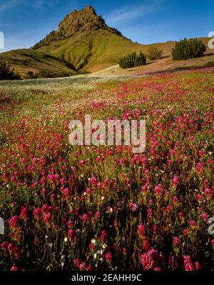 Eulen Klee, Kern Valley, Sequoia National Forest, Sierra Nevada Berge, Kalifornien Stockfoto