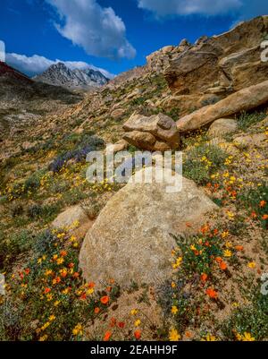 Wildflowers, Short Canyon, Owens Wilderness, Sequoia National Forest, Eastern Sierra, Kalifornien Stockfoto