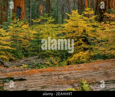 Dogwood, Sequoias, Giant Forest, Sequoia National Park, Kalifornien Stockfoto