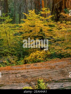 Dogwood, Sequoias, Giant Forest, Sequoia National Park, Kalifornien Stockfoto