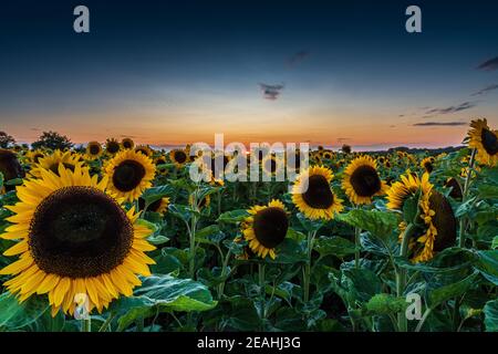 Helianthus-Sonnenblumenfeld bei Sonnenuntergang, Sangatte, Hauts de France, Frankreich ∞Tournesols au coucher de Soleil, Frankreich, Hauts de France, Sangatte Stockfoto