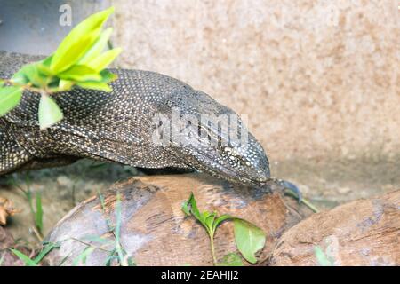 Wasserwächter Eidechse auf dem Betonufer des Kanals. Diese Reptilienart hat sich gut an die Nachbarschaft von Menschen in Sri Lanka angepasst und ist cal Stockfoto