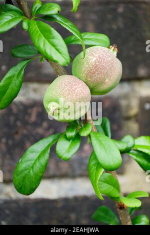 Die essbare Frucht von Chaenomeles speciosa 'Nivalis'. Japanische Quitte 'Nivalis', Synonym Chaenomeles japonica 'Nivalis' Stockfoto