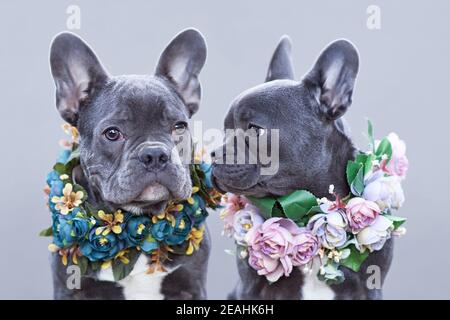 Schöne blaue französische Bulldoggen tragen romantische rosa und blaue Blume Kragen in Vorderfront mit grauem Hintergrund Stockfoto