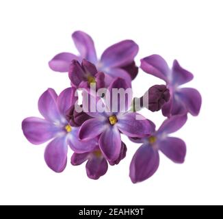 Makro-Bild von winzigen Lilac Blumen isoliert auf weißem Hintergrund. Geringe Schärfentiefe. Selektiver Fokus. Stockfoto