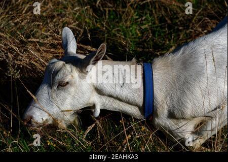 Eine Ziege mit einem blauen Kragen frisst Gras Stockfoto