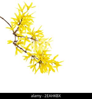 Zweig mit gelben Blüten der Forsythia auf weißem Hintergrund. Stockfoto