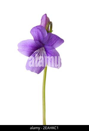 Blume aus Holz Violett (Viola Odorata) isoliert auf weißem Hintergrund. Stockfoto