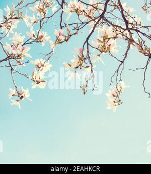 Zweige von Orchideenbaum mit Blumen auf blauem Himmel Hintergrund. Foto im Retro-Stil. Getöntes Bild. Selektiver Fokus. Stockfoto