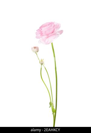 Ranunculus von blassrosa Farbe isoliert auf weißem Hintergrund. Persischer Butterbecher Stockfoto