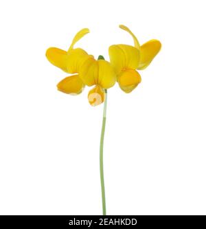 Lotus Corniculatus (Eier und Speck) Blüten isoliert auf weißem Hintergrund. Stockfoto