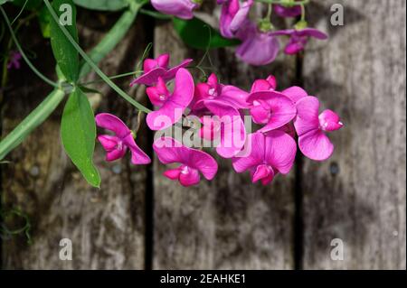 Pinky lila süße Erbsenblüten gegen Holzplanken Stockfoto