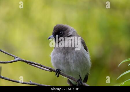 Gemeiner Bulbul (Pycnonotus barbatus) Ein gewöhnliches Bulbul Isolat auf einem natürlichen grünen Hintergrund Stockfoto