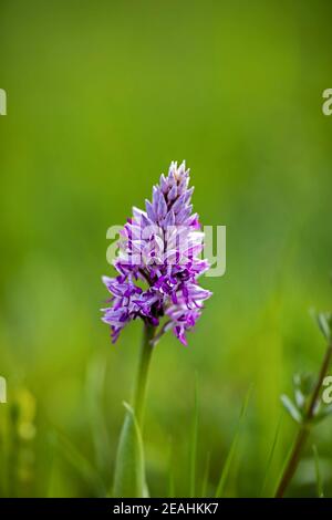 Orchis militaris, die militärische Orchidee, ist eine Spezies der Orchidee, die zu Europa heimisch ist Stockfoto