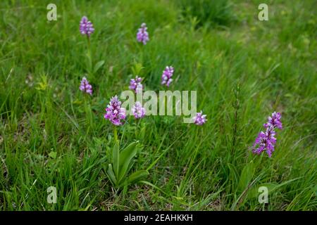 Orchis militaris ist eine Orchideenart, die in Europa heimisch ist Stockfoto