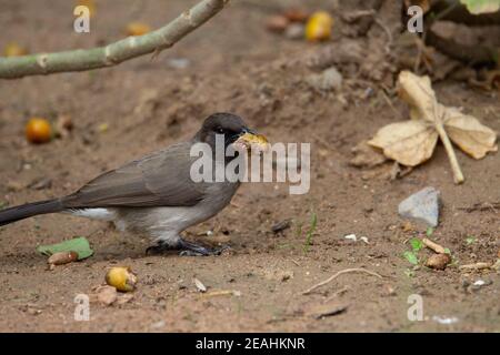 Gemeiner Bulbul (Pycnonotus barbatus) Gewöhnlicher Bulbul, der auf einer orangen Dattelfrucht ernährt Stockfoto