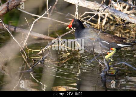 Gallinula galeata Gallinule in einem Teich mit Mangrovenwurzeln Stockfoto