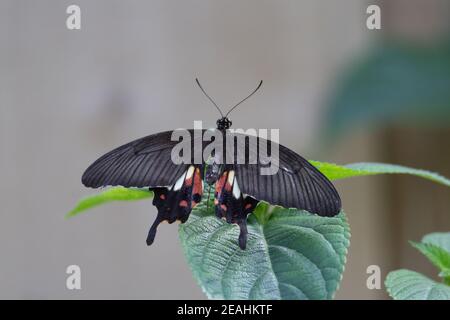 Gemeiner Mormon (Papilio polytes) Ein gewöhnlicher mormonenschmetterling, der auf einem grünen Blatt mit ruht Ein natürlicher grauer Hintergrund Stockfoto