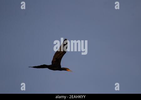 Kormoran (Phalacrocorax carbo) Ein einziger Kormoran fliegt mit einem klaren blauen Himmel Hintergrund Und die Sonne scheint auf seinem Gesicht Stockfoto
