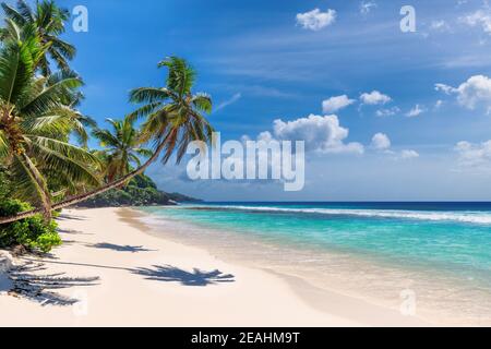 Paradies Sonnenstrand mit Kokopalmen und türkisfarbenem Meer. Stockfoto
