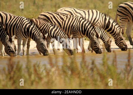 Eine Herde Zebras, die aus einem Wasserloch trinkt Namibia Stockfoto