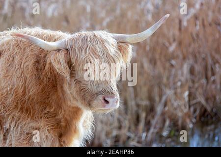 Highland Kuh im Schnee Stockfoto