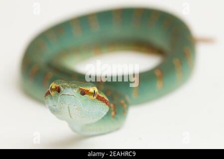 Waglers Pit Viper (Tropidolaemus wagleri) isoliert auf weißem Hintergrund Stockfoto