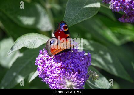 Pfauenschmetterling auf einem purpurnen Buddleia Busch Stockfoto