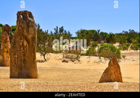 Australien, WA, kostenloses Leben emu inmitten der Pinnacles im Nambung National Park, bevorzugte Touristenattraktion und natürliches Wahrzeichen Stockfoto