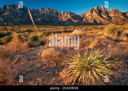 Hasenohren in Organ Mountains bei Sonnenaufgang, Yucca im Vordergrund, Aguirre Springs Gegend, in der Nähe von Las Cruces, New Mexico, USA Stockfoto