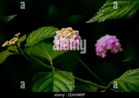 Lantana - mehrjährige blühende Pflanzen Stockfoto