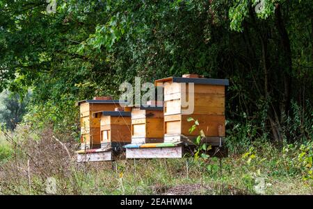 Imkerei mit Holzbienenarten Stockfoto