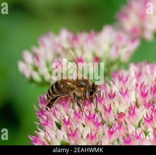 Biene auf Sedum Blüten Stockfoto