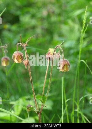 Wilde Blüten von Geum Rivale auf langen gebogenen Stielen aus der Nähe Stockfoto