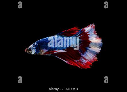 Doubletail bunt blau und rot Halbmond Siam kämpfen Fisch Isoliert auf schwarzem Hintergrund Stockfoto