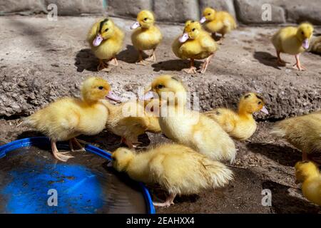 Eine Gruppe von Entlein. Anbauen von Geflügel zu Hause. Stockfoto