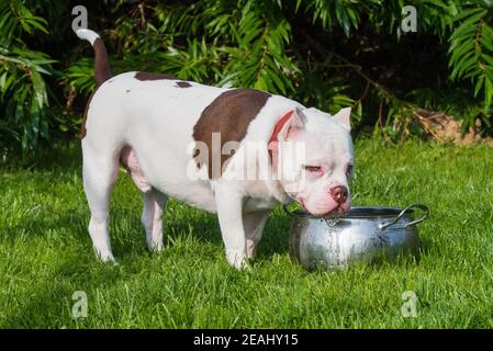 White American Bully Welpen Hund sind Trinkwasser Stockfoto