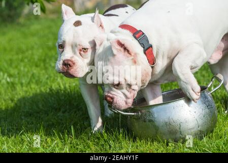 Zwei White American Bully Hunde trinken Wasser Stockfoto